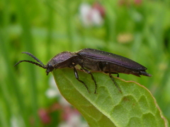 Ctenicera cuprea