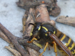 Dolichovespula norwegica