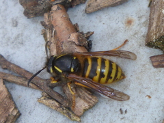 Dolichovespula norwegica