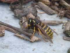 Dolichovespula norwegica