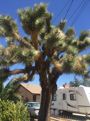 Yucca brevifolia