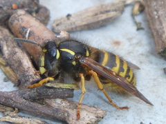 Dolichovespula norwegica