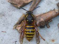 Dolichovespula norwegica
