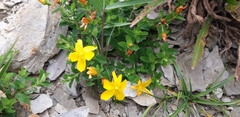 Hypericum nagasawae