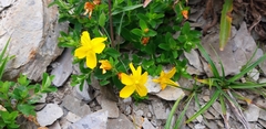 Hypericum nagasawae