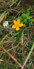 Hypericum nagasawae