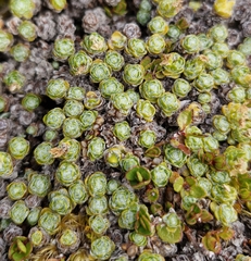 Veronica ciliolata, photograph author not stated, no rights reserved
