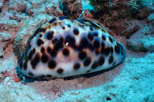 Cypraea tigris observed 2025-02-03