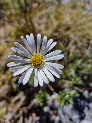 Image of Celmisia walkeri by no rights reserved