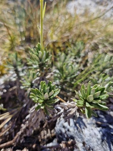 Image of Celmisia walkeri by no rights reserved