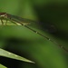 Ceylonosticta tropica - Photo (c) Amila P Sumanapala, algunos derechos reservados (CC BY-NC), subido por Amila P Sumanapala