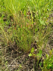 Eleocharis uniglumis