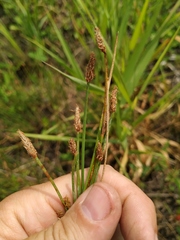 Eleocharis uniglumis