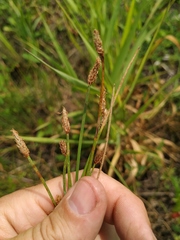 Eleocharis uniglumis