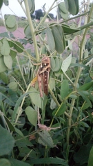 Kraussaria angulifera