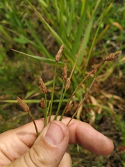 Eleocharis uniglumis