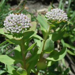 Hylotelephium anacampseros