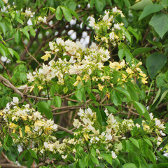 Crateva adansonii formosensis