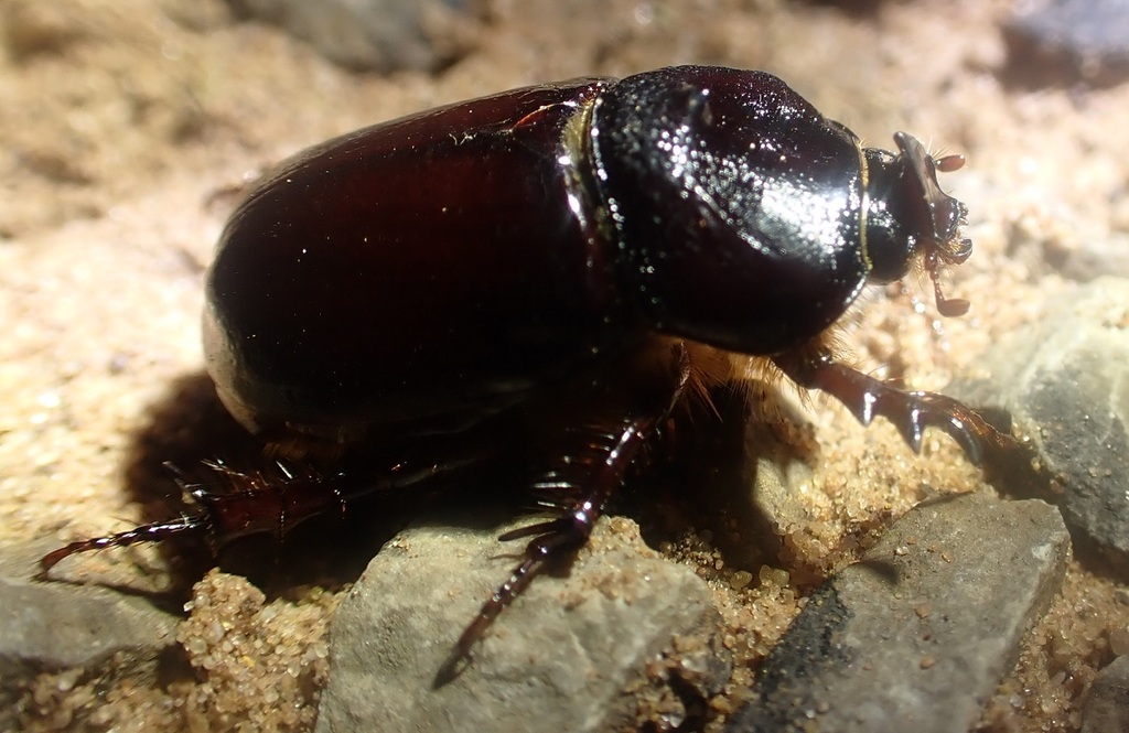 Dipelicus acutus from Gregory NT 0852, Australia on February 1, 2025 at ...