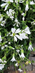 Cerastium morrisonense