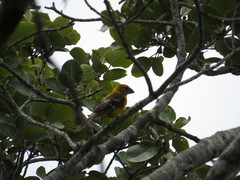 Pheucticus chrysopeplus