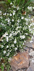 Cerastium morrisonense