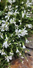 Cerastium morrisonense