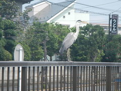 Ardea cinerea