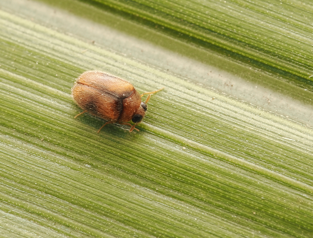 Orphinus barthelemyi
