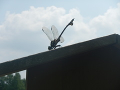 Sinictinogomphus clavatus