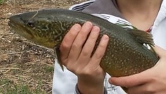 Salmo marmoratus