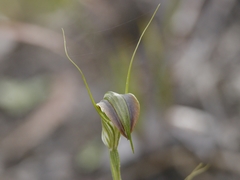 Pterostylis grandiflora