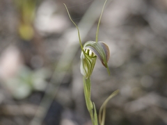 Pterostylis grandiflora