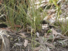 Pterostylis grandiflora