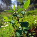 Cotoneaster cinnabarinus - Photo (c) Георгий Виноградов (Georgy Vinogradov), algunos derechos reservados (CC BY), uploaded by Георгий Виноградов (Georgy Vinogradov)