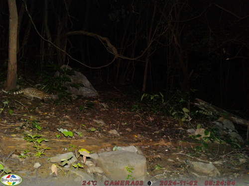Small Indian Civet