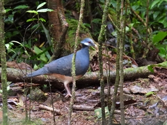 Thick-Billed Ground-Pigeon photo 2