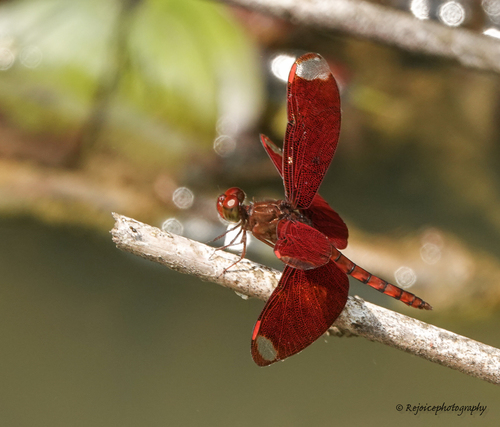 Russet Percher photo 5