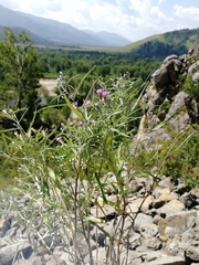 Saussurea salicifolia