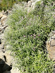 Saussurea salicifolia