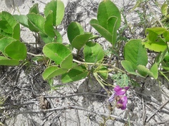 Canavalia rosea