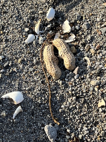 Peanut