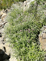 Saussurea salicifolia