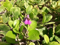Canavalia rosea