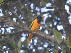 Oriolus xanthornus ceylonensis