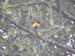 Oriolus xanthornus ceylonensis