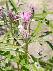 Saussurea salicifolia