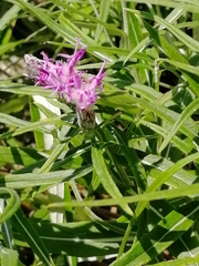 Saussurea salicifolia