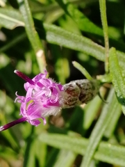 Saussurea salicifolia