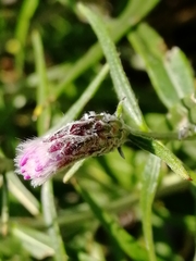 Saussurea salicifolia